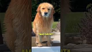 This Golden Retriever was NOT Happy... 