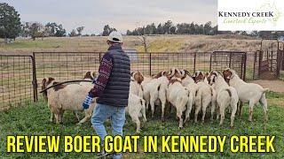 Review 17 Pacifica Buck Boer Goat in Kennedy Creek Livestock