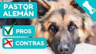   VENTAJAS y DESVENTAJAS de tener un PASTOR ALEMAN  PROS  CONTRAS de Perro PASTOR ALEMAN