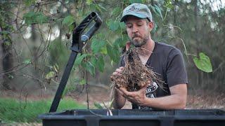 My Top Southern Survival Food Crop: Harvesting and Keeping True Yams Through Winter