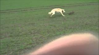 chase's 1st rabbit, 10 month old,