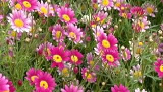 Closeups of Pink Daisies