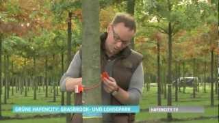 Bruns Pflanzen - Der Lohsepark, eine neue Grünanlage für die HafenCity Hamburg