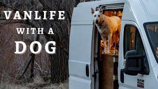 TINY LIVING with a BIG DOG | Gear, Training, Pros & Cons