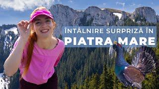 Printre Stânci și Flori | Prăpastia Urșilor | Cabana Piatra Mare | Canionul 7 Scări | Piatra Mare