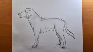 Comment dessiner un chien | Dessinez facilement chien  au crayon