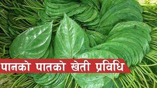 पान खेतीमा लगानी, मासिक लाखौं आम्दानी || Paan Kheti in Nepal ||