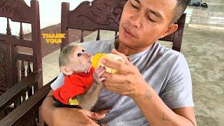 Monkey Mynu receives special care Uncle when Mom go business trip