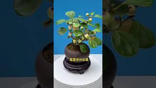 小盼菩提 #盆栽 #盆景 #绿植 #家庭种植 #施肥 #种植 #技巧