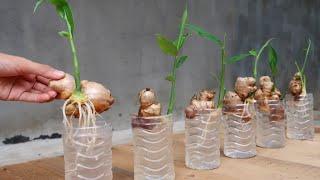 How to grow Ginger in water for beginners, Growing ginger at home