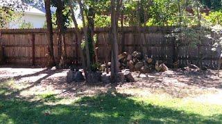 Our Ranch Air Gun Fun Channel Presents: "The Infiltration"