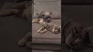 MICRO BULLY HUMPS ON THE CAT 