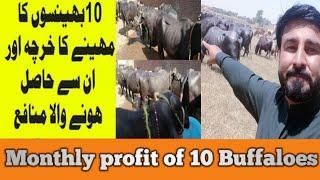 Monthly profit of 10 Buffaloes !Saqib vlogs