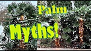 Cold Hardy Palm Myths!