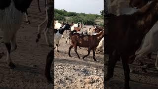 Goats Hai Bakar Hai Lai Sarkar Nice video brother