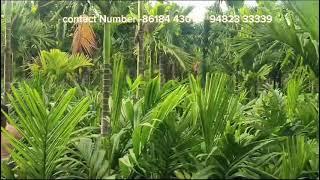 Pavitra ArecaNut Nursery Big Billion Days Offer