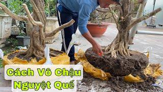 Vô Chậu Cặp Nguyệt Quế