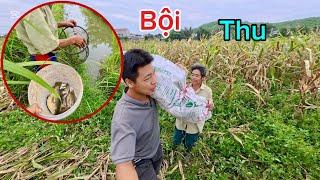 Nhà Bác Thông Bắt Đầu Thu Hoạch Hoa Màu Và Đi Với Hết Số Lờ Cá Đã Đặt Hôm Trước | HUY ANH TV