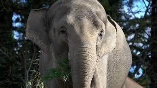 Asian Elephant Rose-Tu Celebrates 28th Birthday