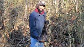 How to Look for Sign & Location for Otter Land Sets with Successful Catch #lazypondfarm Fish & Hunt