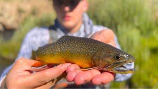 Breathtaking Backcountry Brook Trout