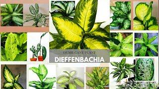 20 Types of Dieffenbachia Plants / Dumb Cane Varieties