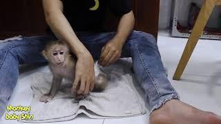 Monkey Baby Shin Wears New Cute Diapers