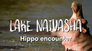 LAKE NAIVASHA KENYA | Close encounter with hippos!