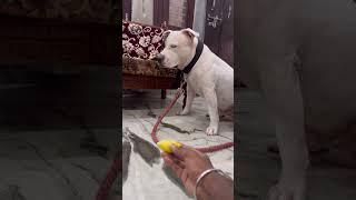 Aaj To Rocky Ko Pareshan Kar Diya!! || Teasing My Dog Rocky - Cute & Funny Reactions!  ||