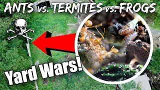 There's a Huge War in my Backyard: Ants vs Termites vs Frogs