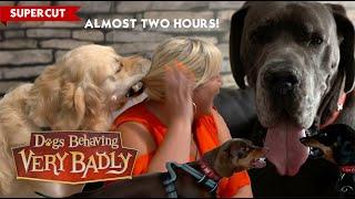 Non-Stop Dogs Behaving Very Badly: 2 Hour Supercut! Vol. 3