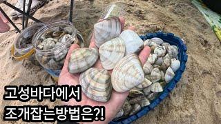 "고성 바다"에 조개가 바글바글!! 앞으로 여기만 간다//