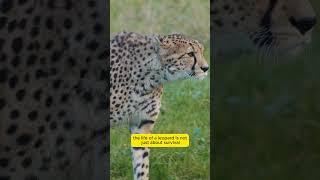 The Secret Life of Leopards Exposed in the Wild (2024)  #animals #leopard