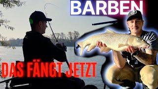 FANGE MEHR BARBEN IM HERBST! DAS BRINGT JETZT FISCH