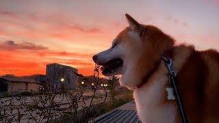 Shibe gets wiped while enjoying spectacular view of area spared from flooding