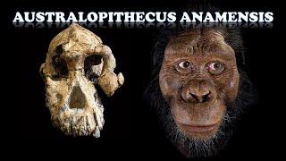 Australopithecus anamensis