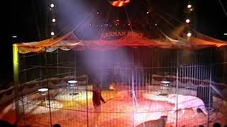 Circus Herman Renz Hans Suppmeier-Tiger's act!