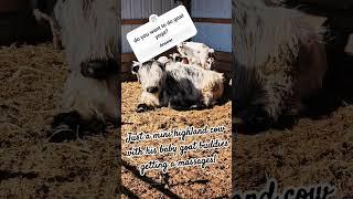 #mini #cow #magicpanda #Highland #goat #babygoat #goatyoga