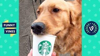 TRY NOT TO LAUGH - Cute Funny Animals | Funny Videos March 2019