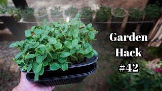 Infinite Hack for Free Microgreen Seeds!