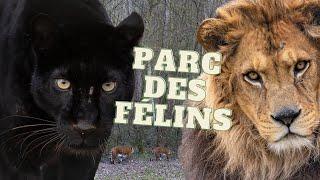 Parc des Félins - A Cat Lover's Paradise