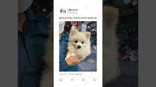 개꿀잼 동물들 14탄 ㅋㅋㅋㅋ
