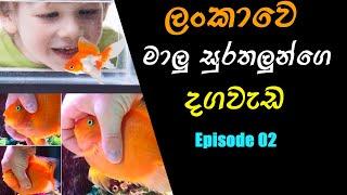 Sri Lanka Fish Petting Videos [Episode 02] ...FishFix SriLanka