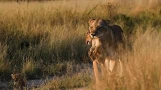 After a recent sighting of a lioness from the Ntsevu pride with suckle marks, we made it our .......