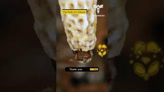 The birth of a Queen  #onequeen #queenbee #bienenkonigin #bijenkoningin #aperegina