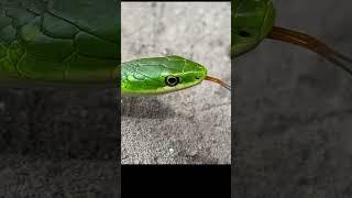 Green Snake Video Snek  #shorts