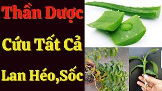 Bật Mí Bí Quyết Lam Thần Dược Cứu Lan Héo Lá, Thối Rễ, Đen Đầu Rễ, Sốc Phân Thuốc Từ Cây Nha Đam