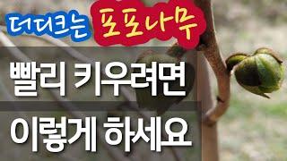 더디 크는 포포나무 - 빨리 키우려면 이렇게 하세요. #포포나무 재배법