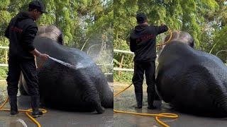 Take a shower, take a serial fart  Elephant bath