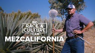 Mexican traditions help grow California's version of mezcal | Race and Culture